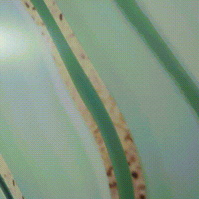 Detailed view of a wall displaying green and brown striped patterns.